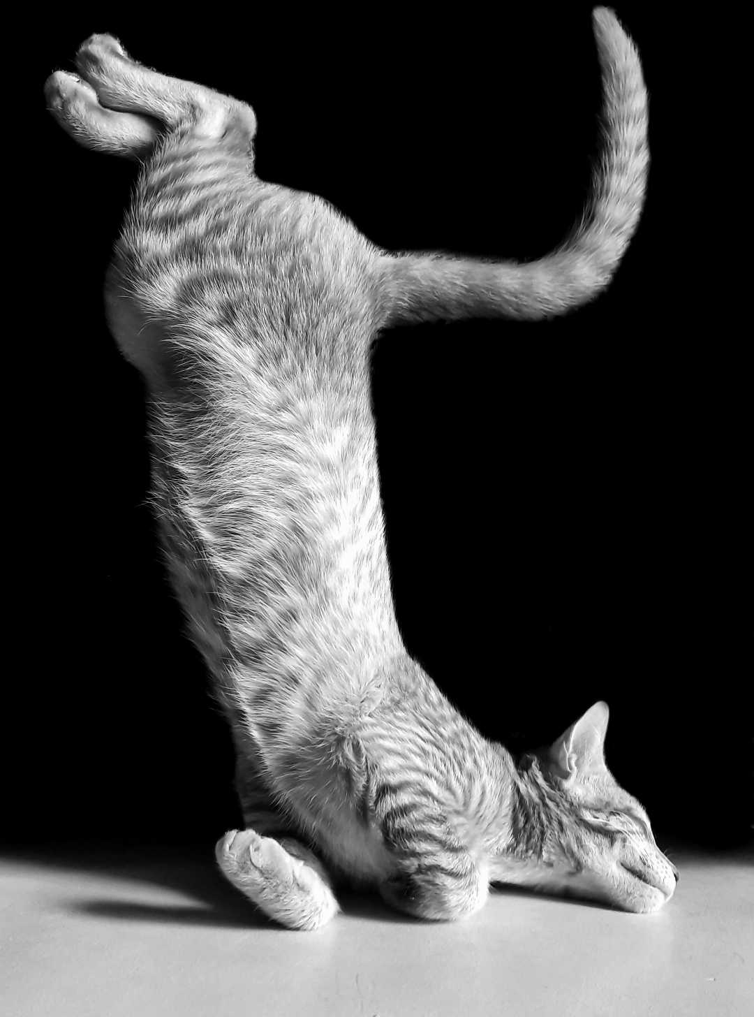 Yoga Pet