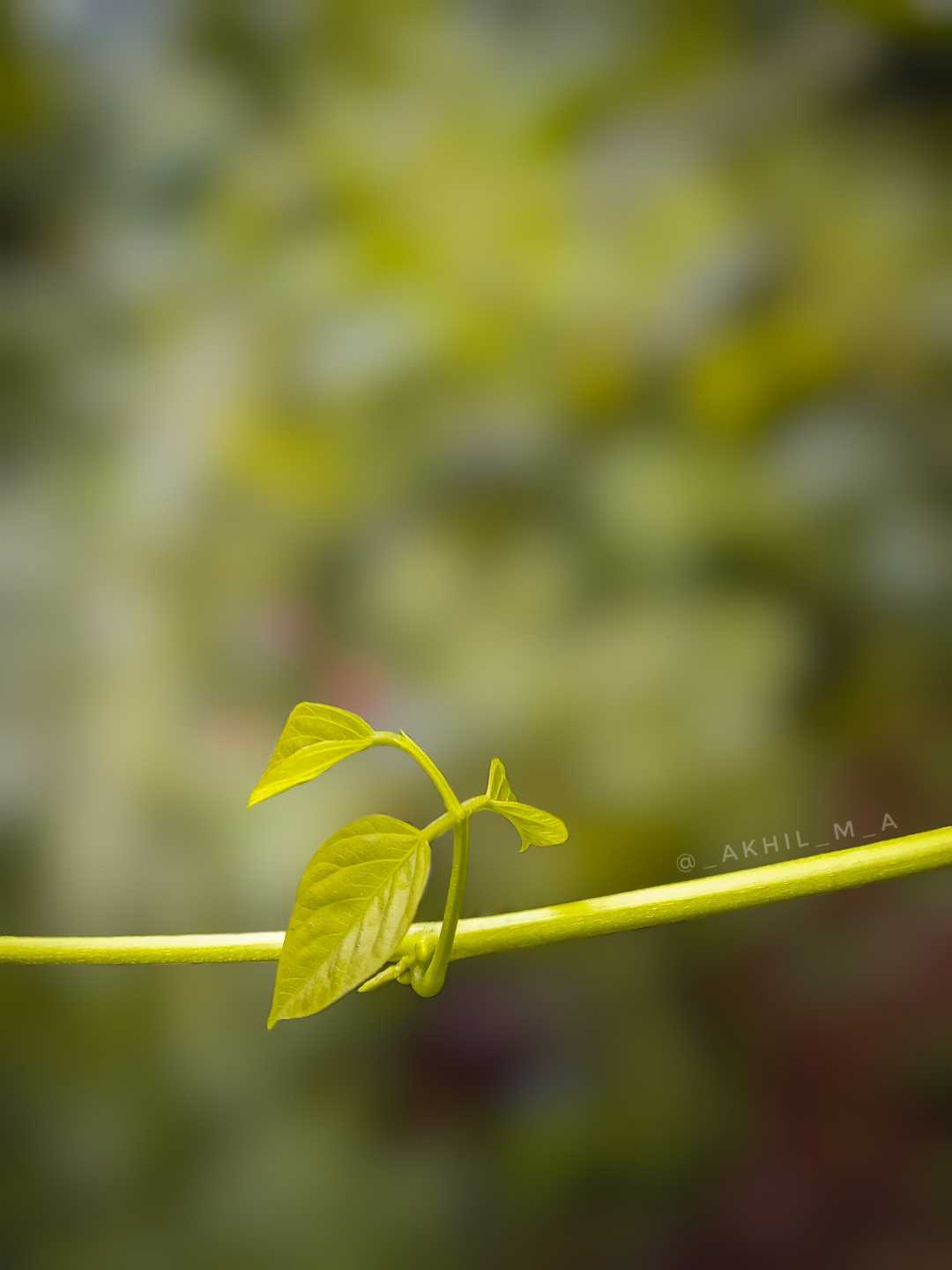 𝐯𝐞𝐢𝐧𝐬 🍃