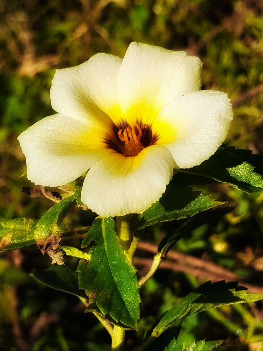 Eight O'Clock Flower / Cat's Tongue Flower. 