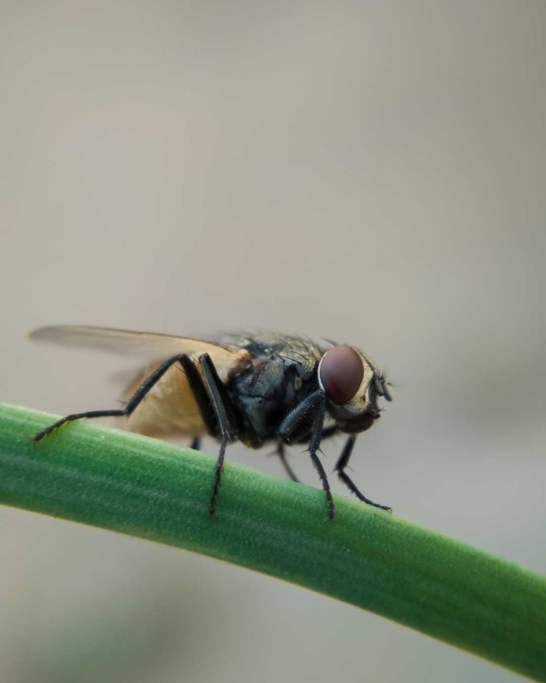Housefly