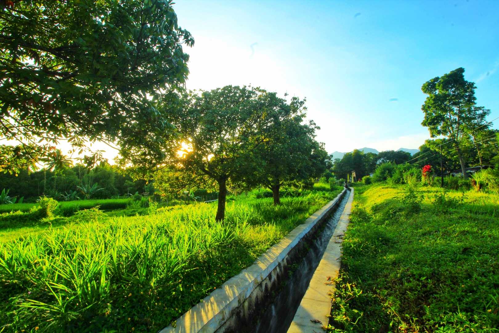 Pohon Cengkih