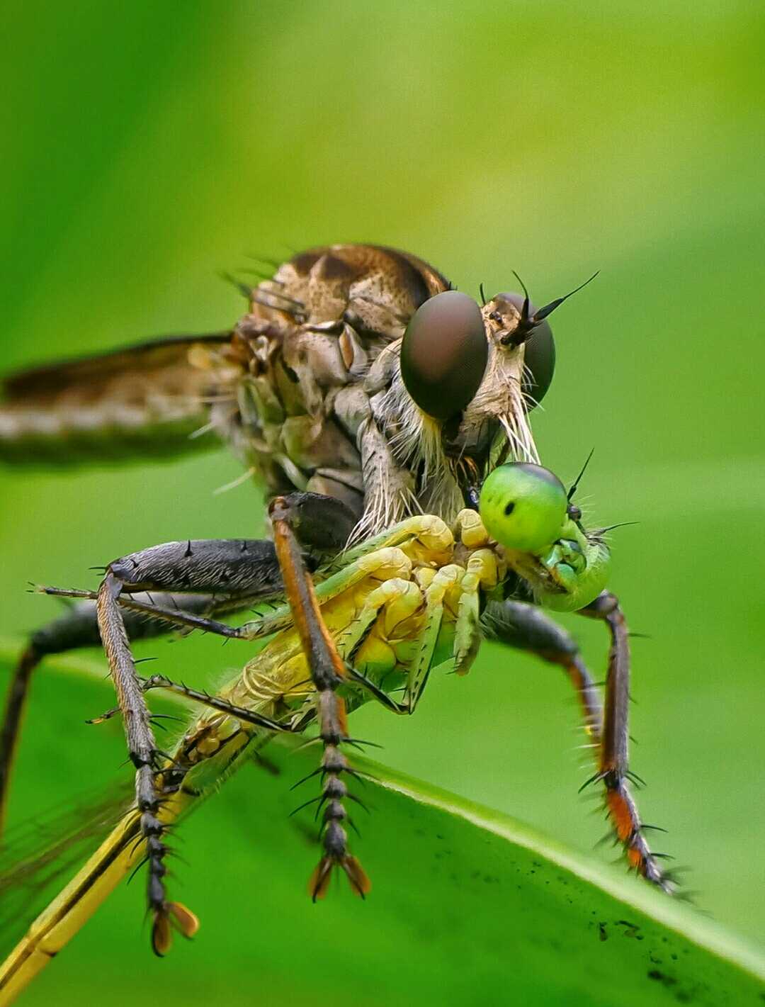 Catch the damselfly