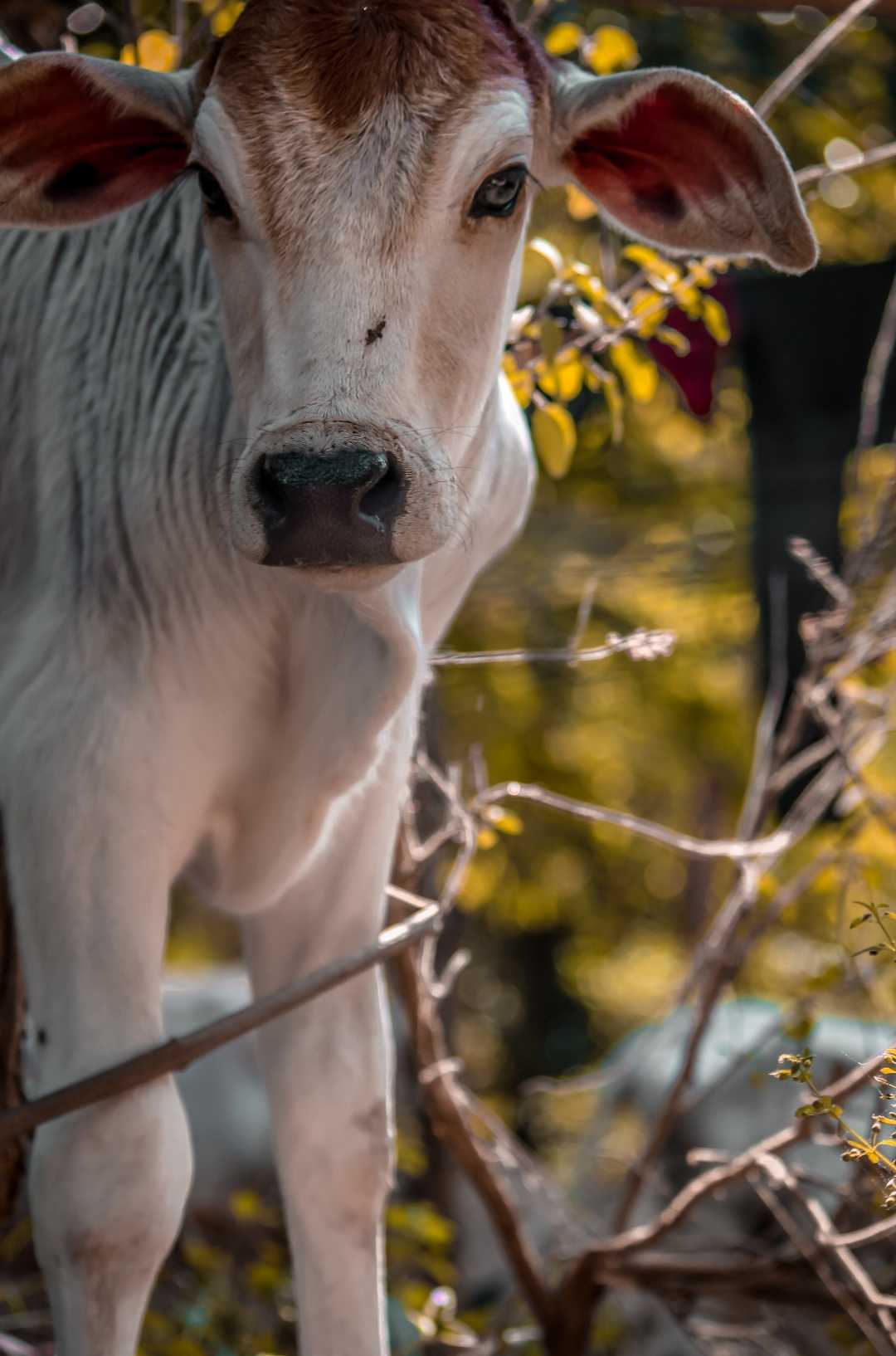 Calf 🐄.