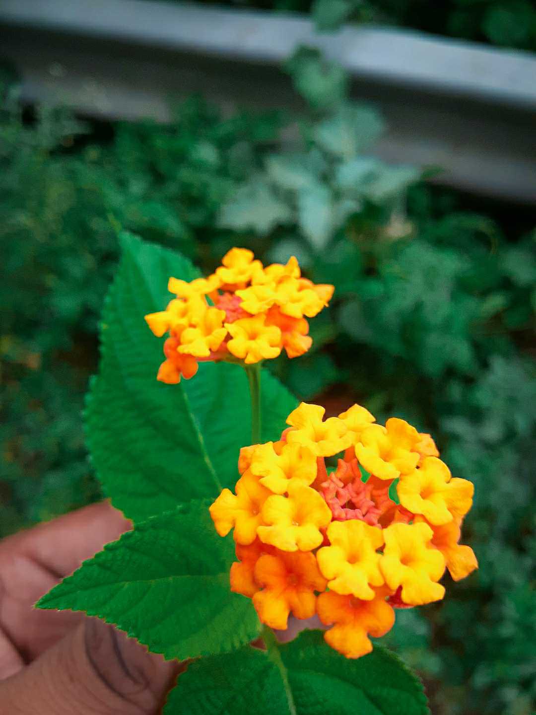 Lantana camara.....🏵🏵
