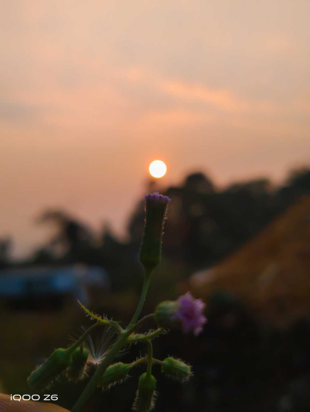 mobile photography 