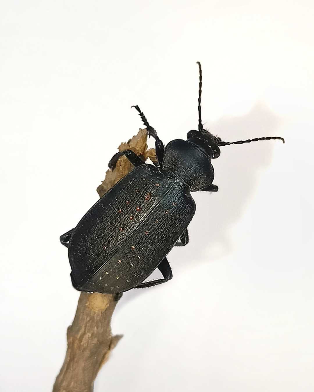 IN FRAME -  CARABIDAE 