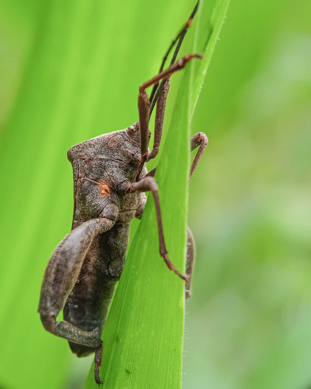Pentatomomorpha