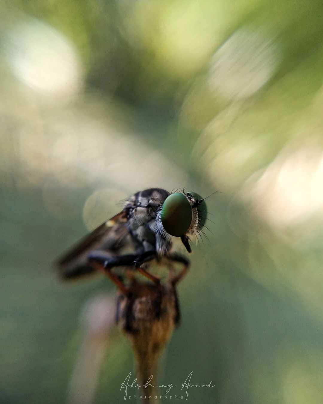 Macro