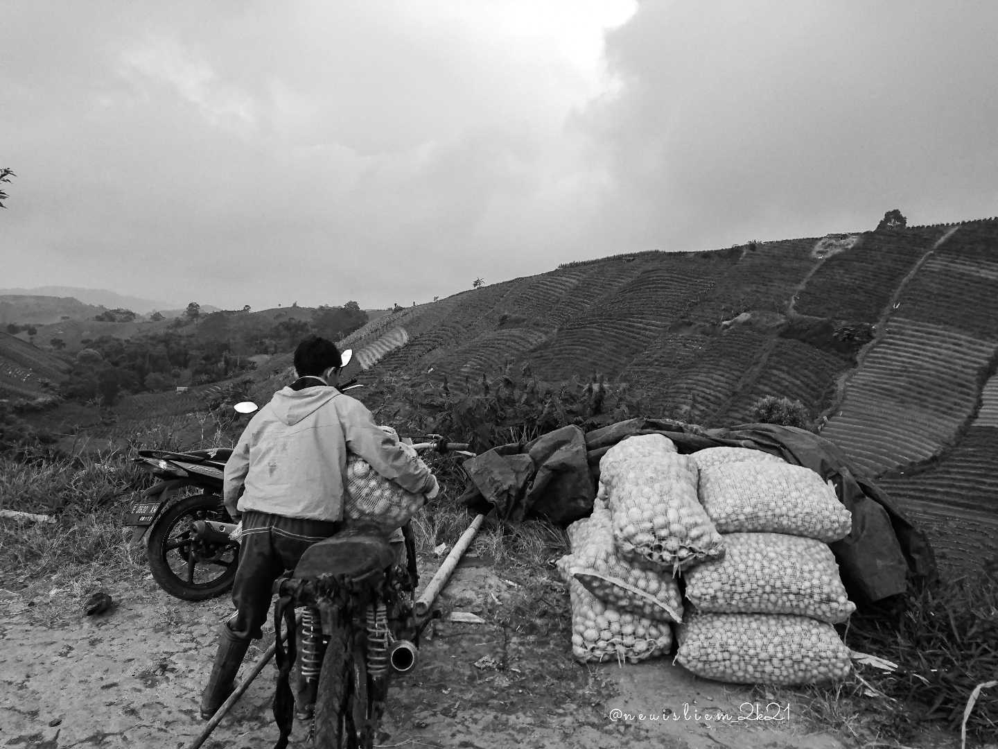 petani kentang