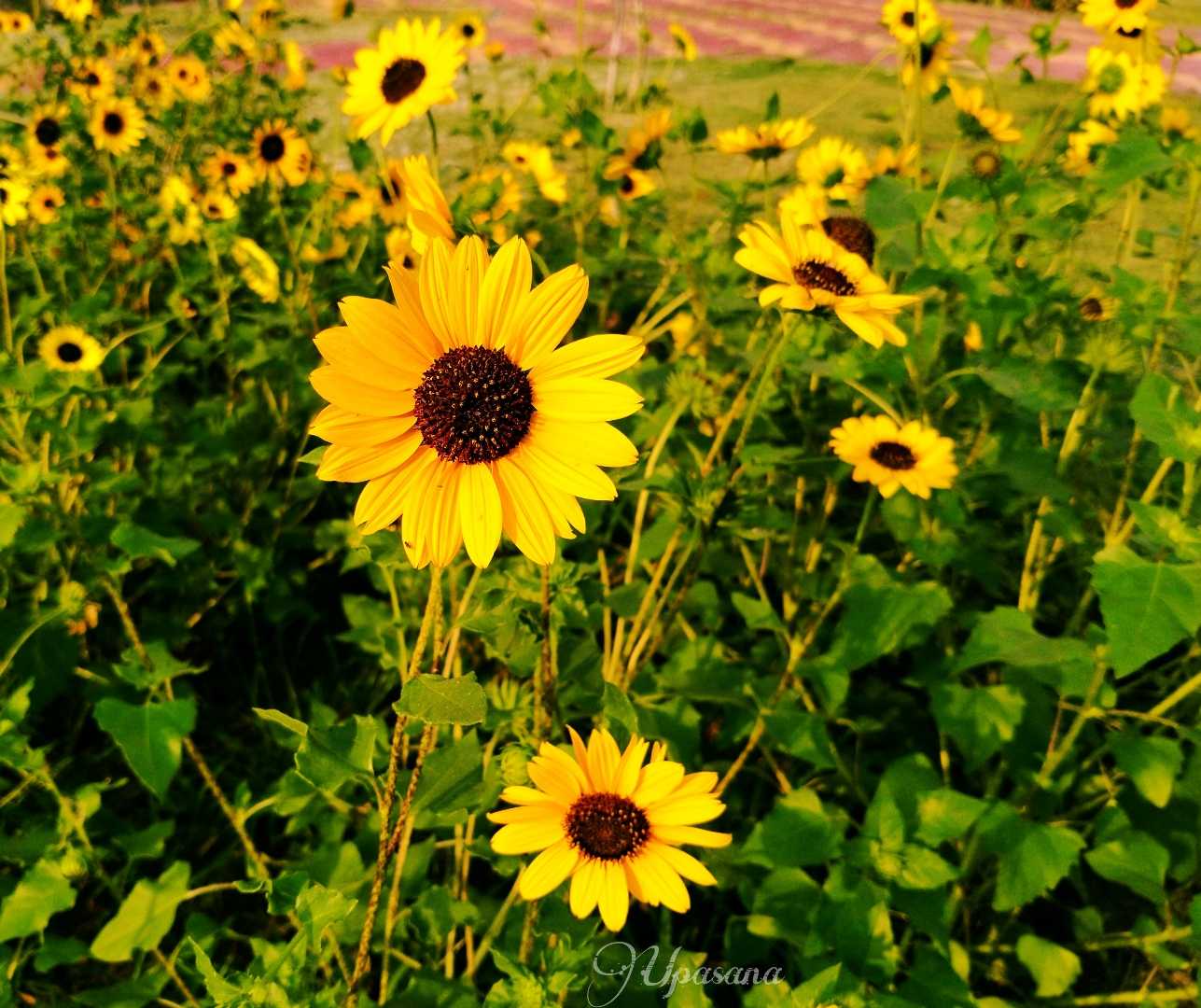 Sunflower garden 