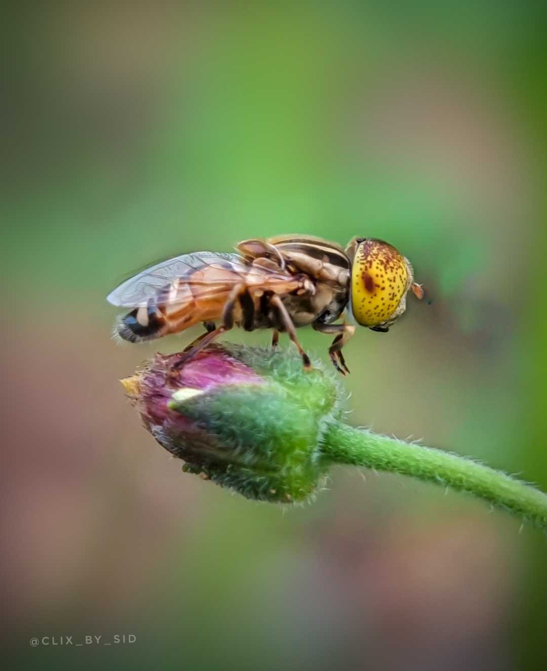 Spotted Eye Hoverfly