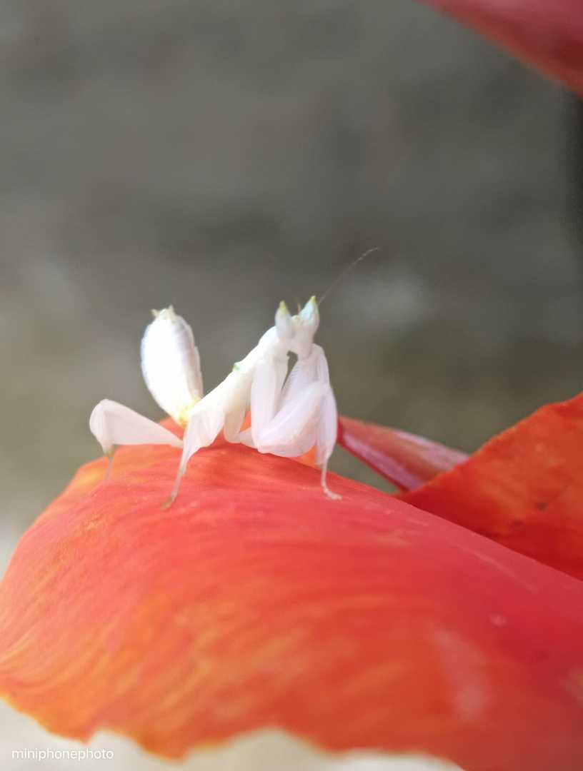 Mantis