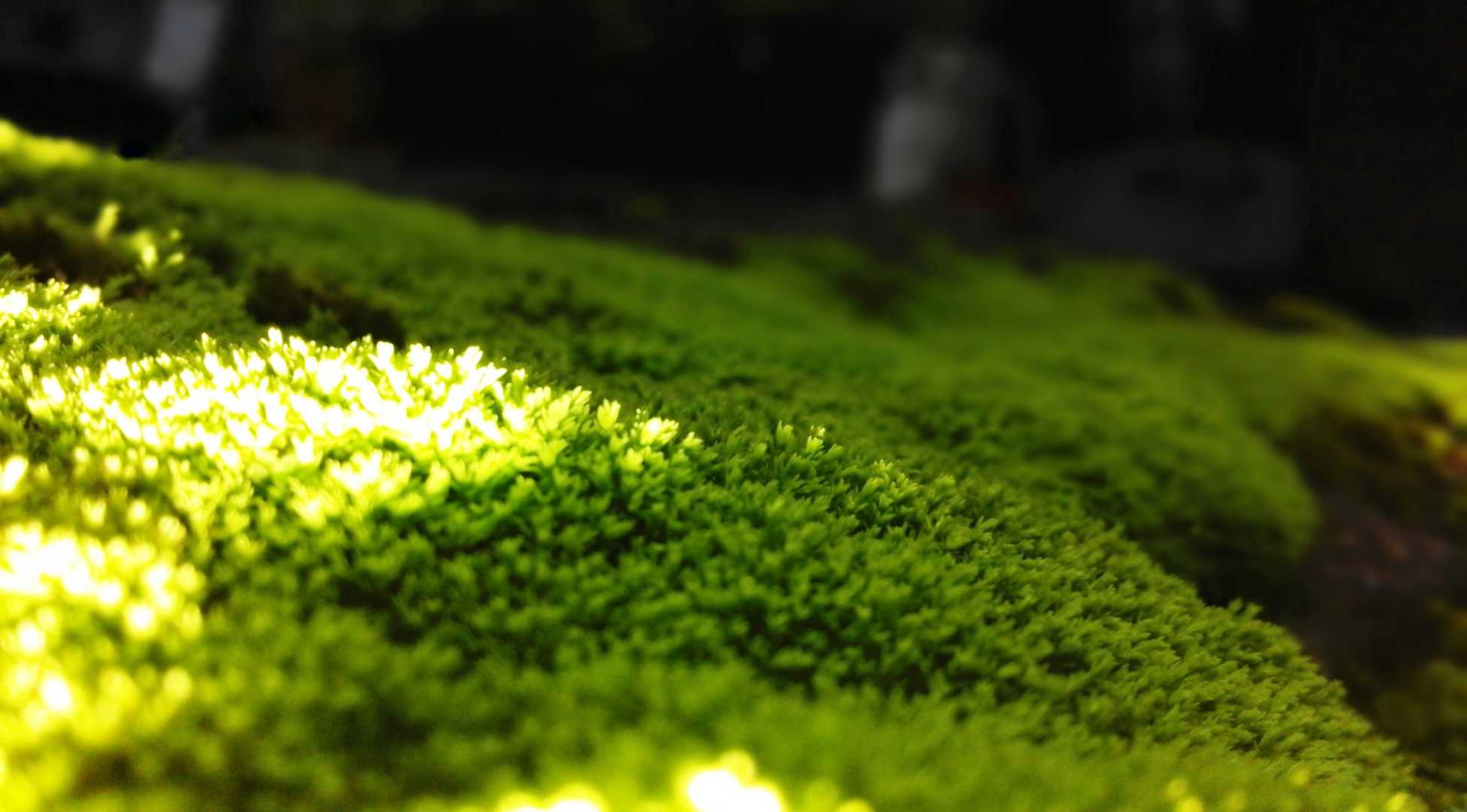 Green Moss