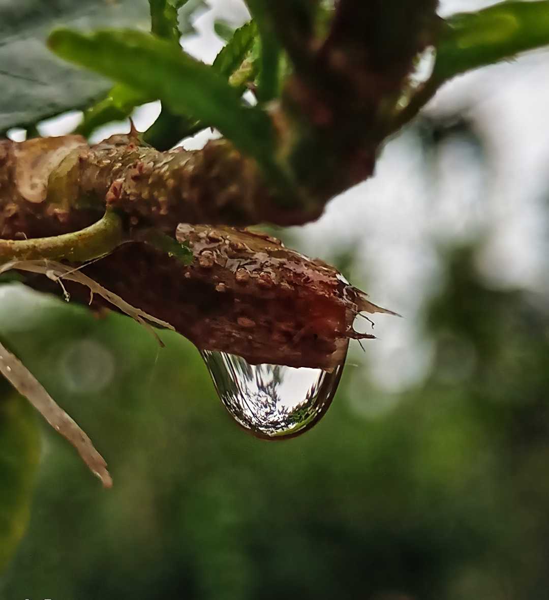 The Water Drop 💦