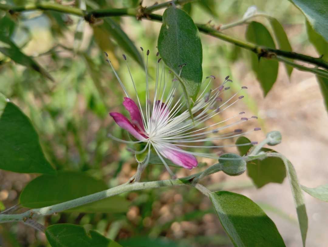 capparis miracantha