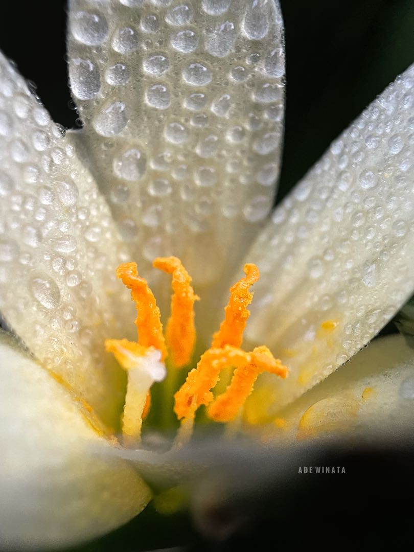 Dew drops