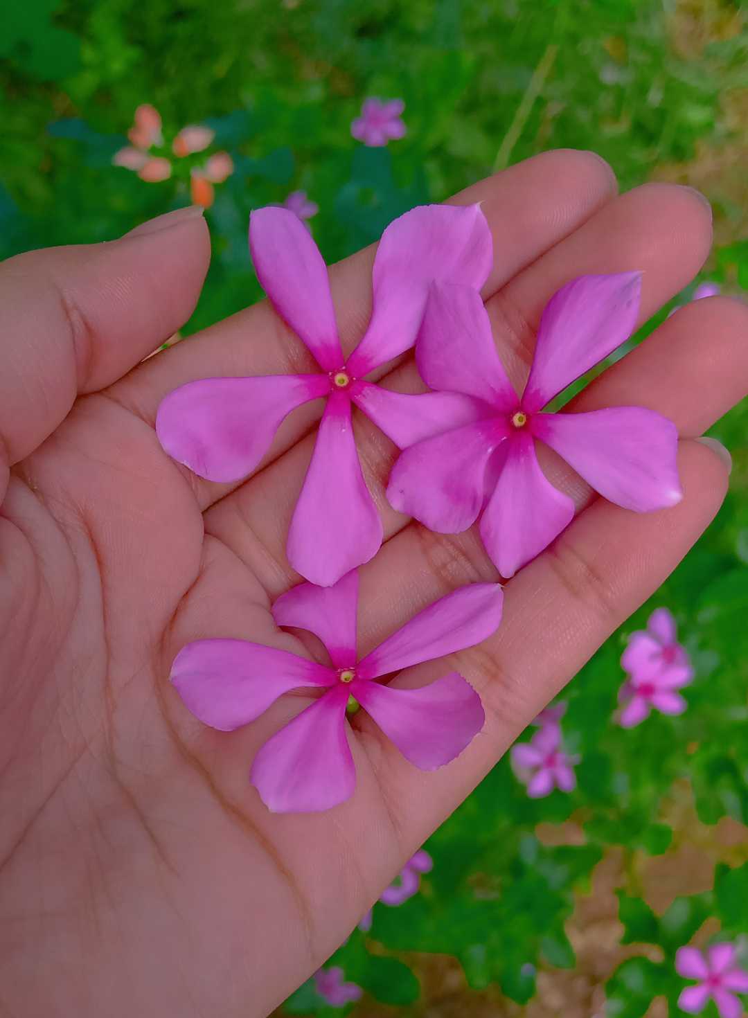🌸🌸