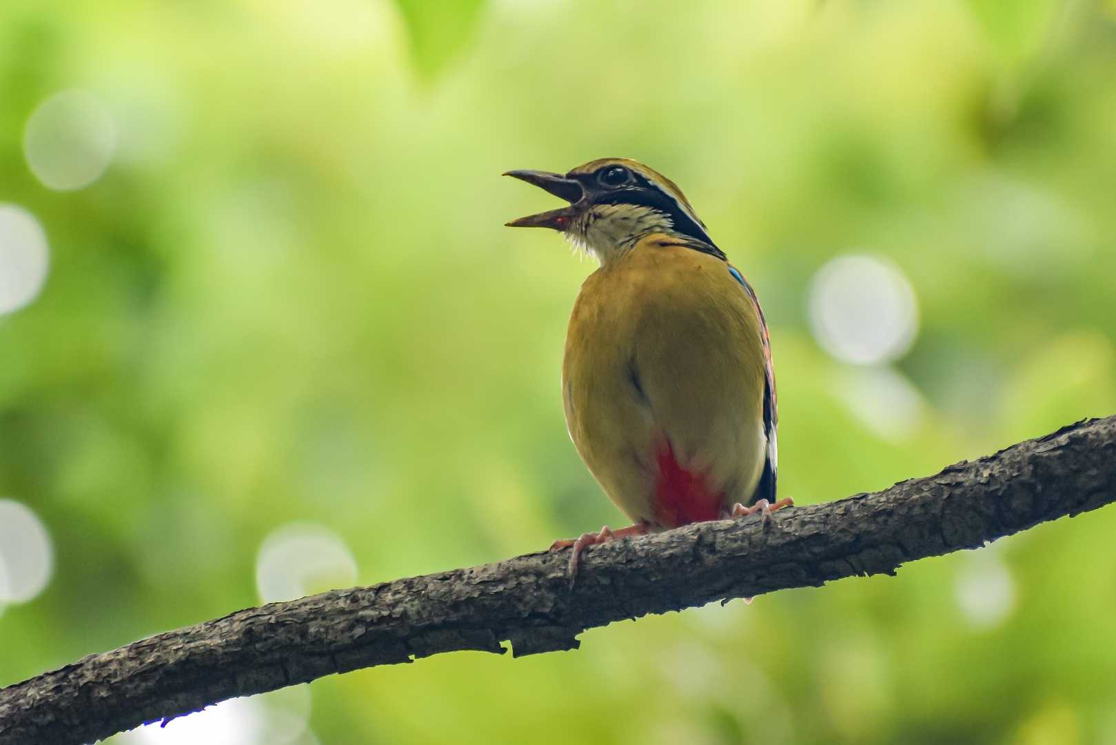 Indian Pitta