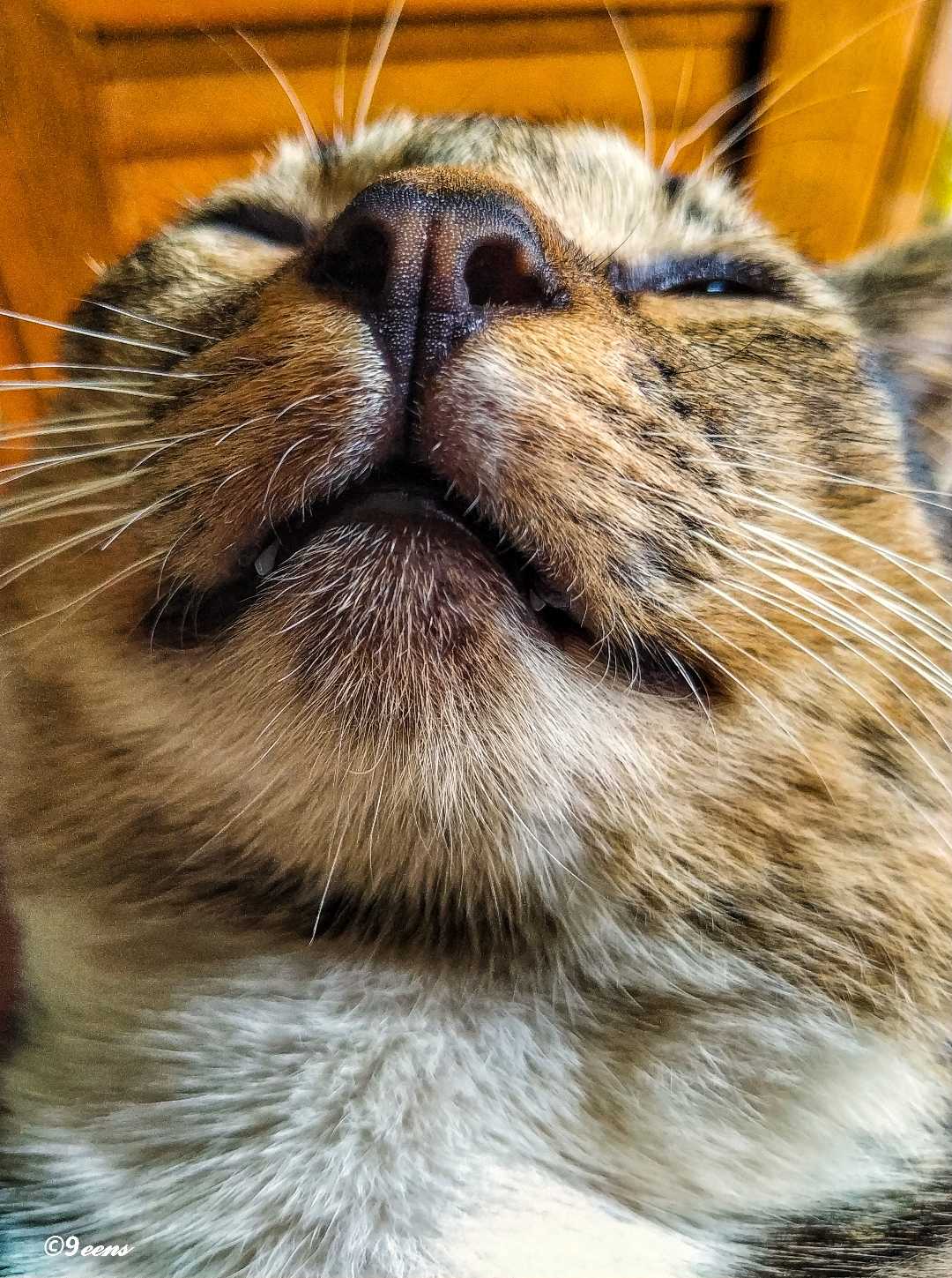 kucing 🐱 domestik 