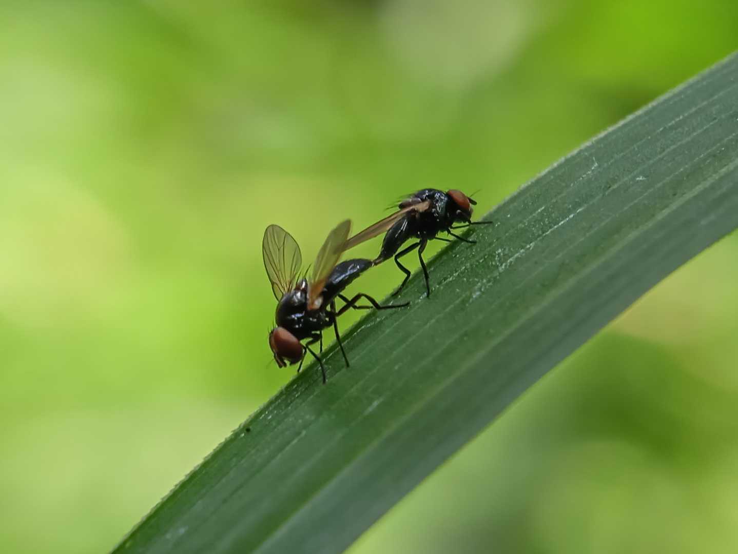 Lalat