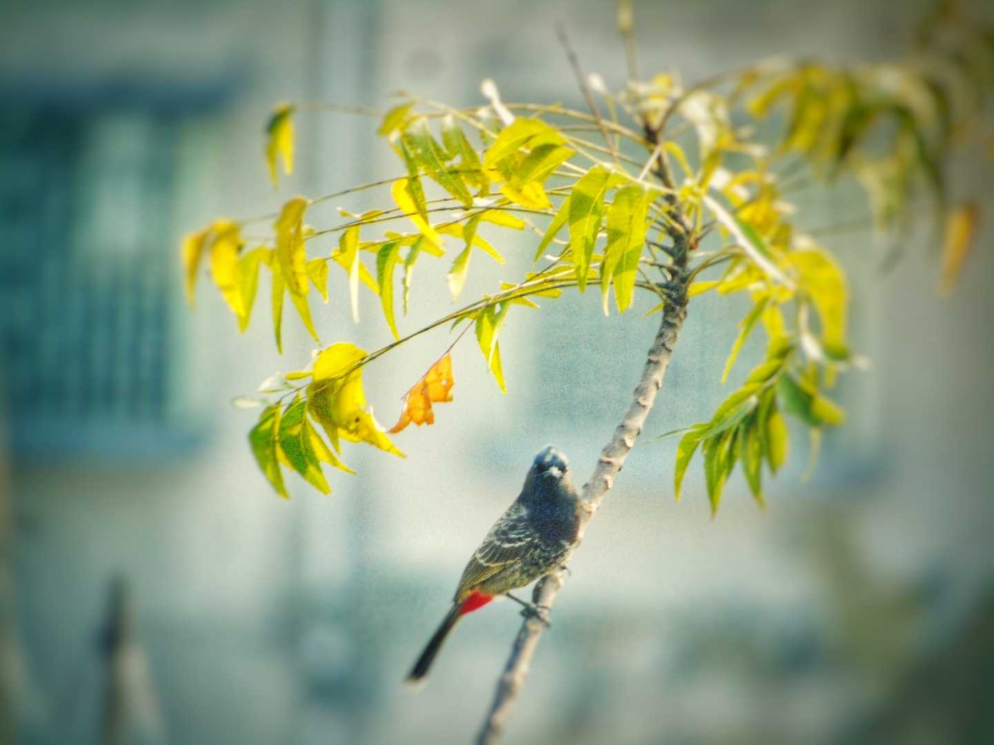 Indian Birds
