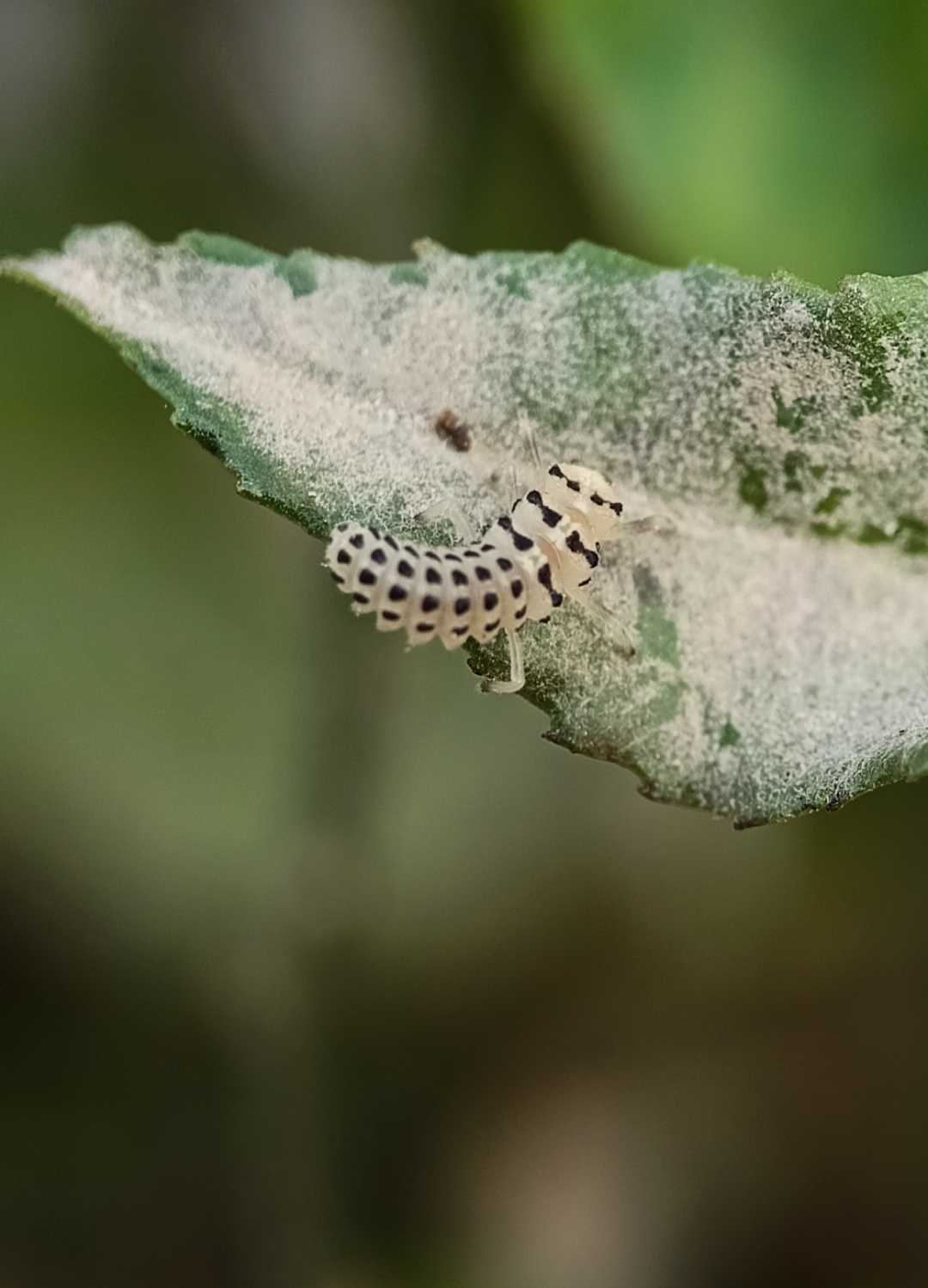 Illeis galbula
