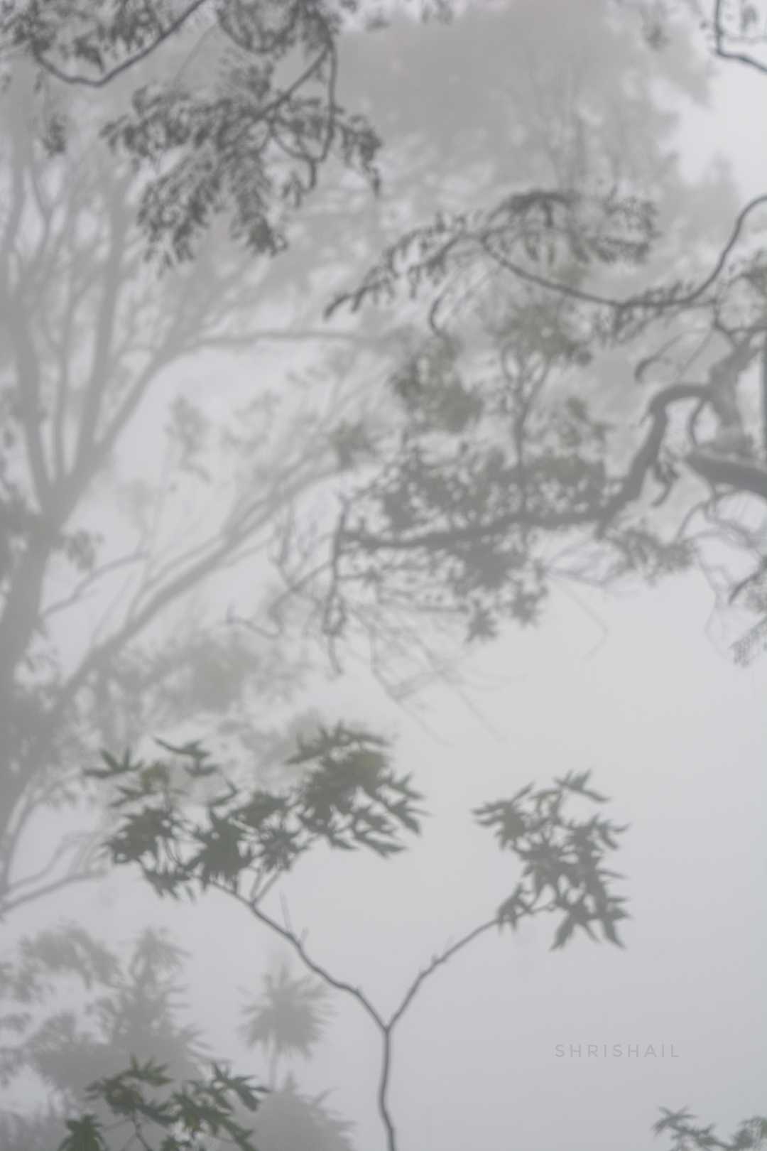 Misty Mornings