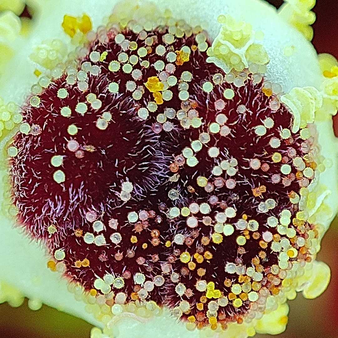 flower closeup