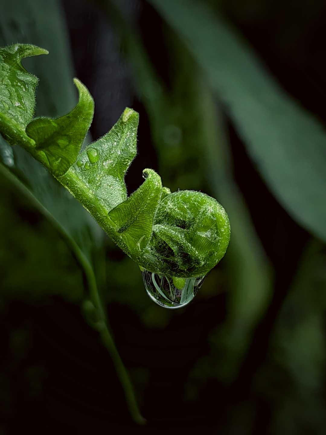 fern