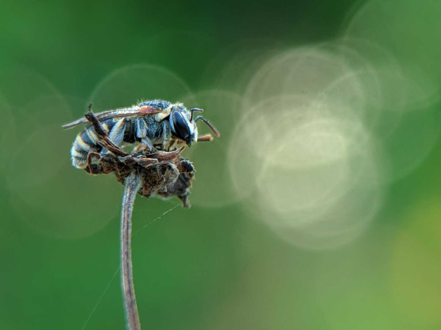 bee