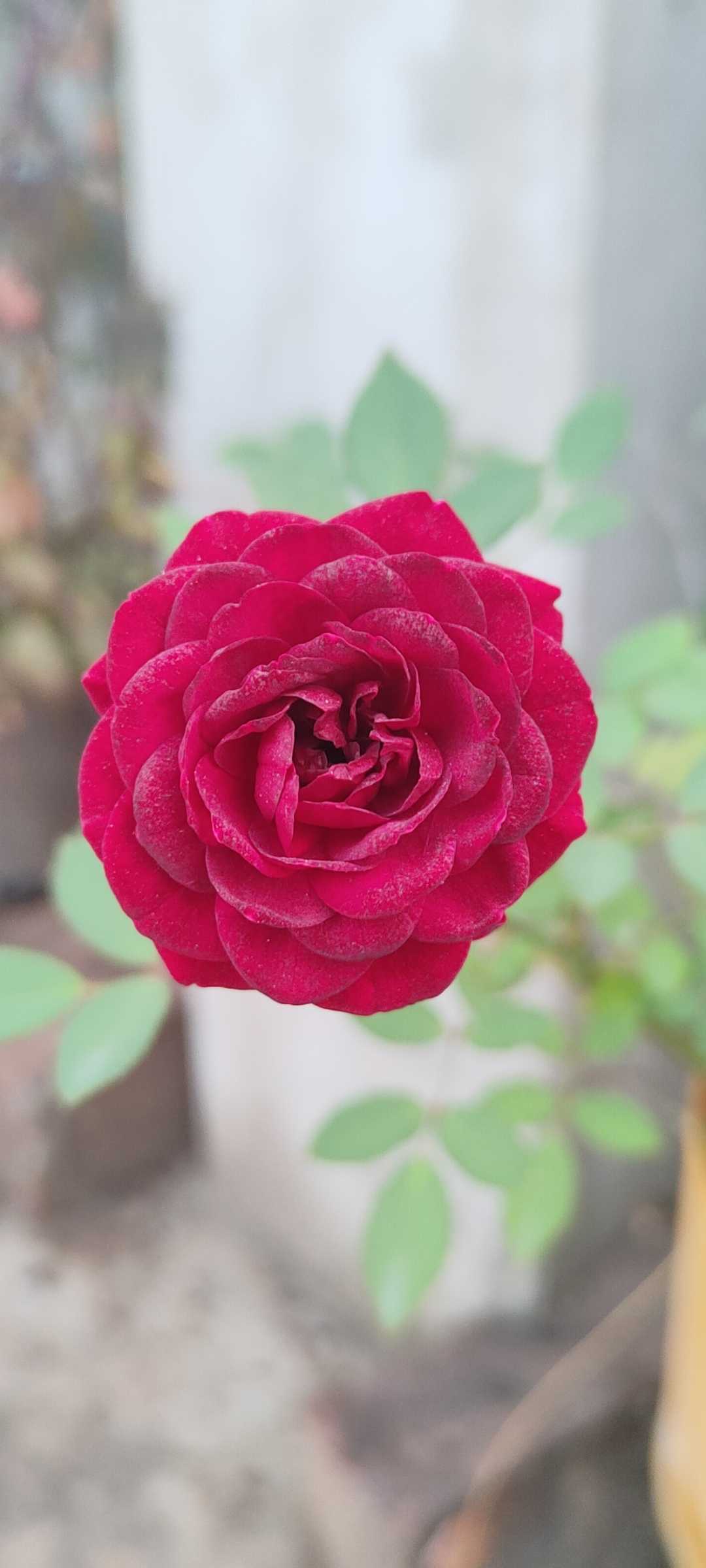beautiful flowers