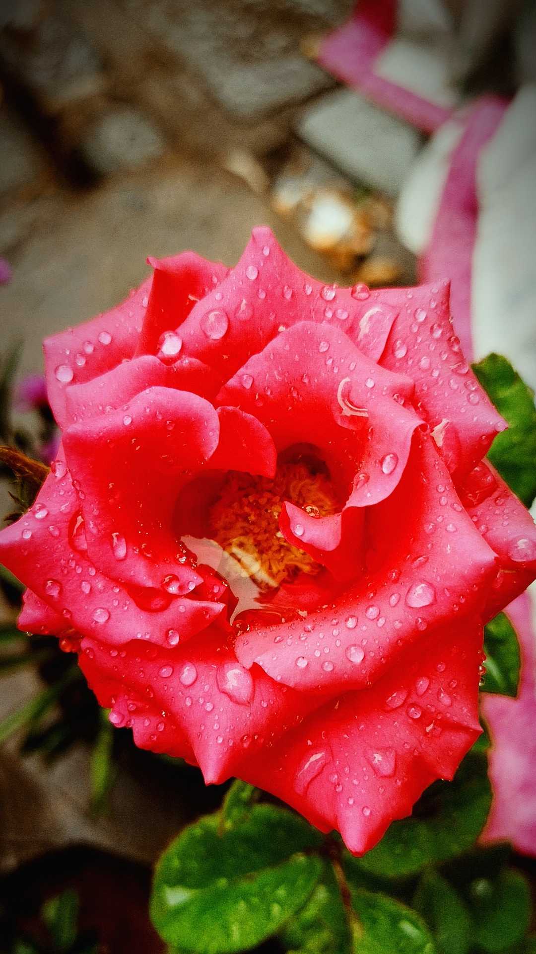 Rosa ('Veterans' Honor') 