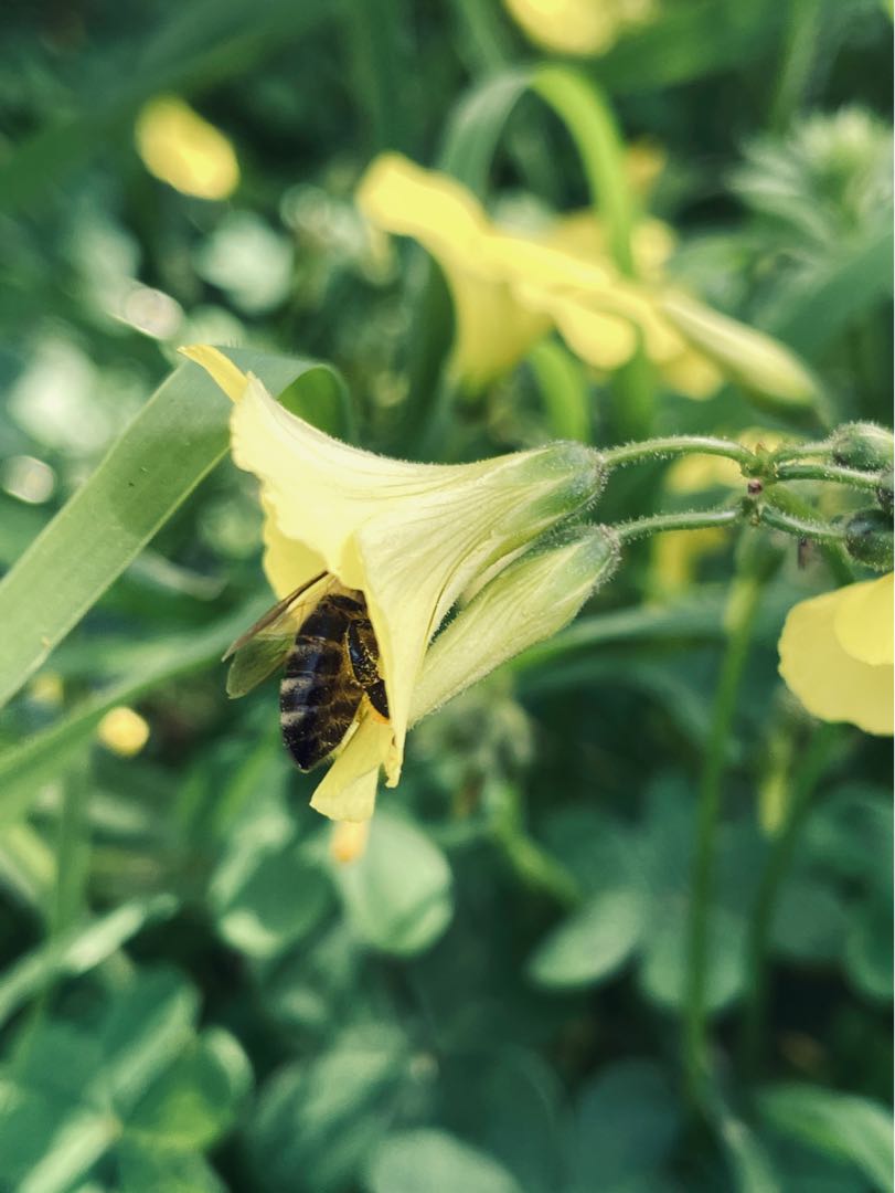 🐝 + flower’s 