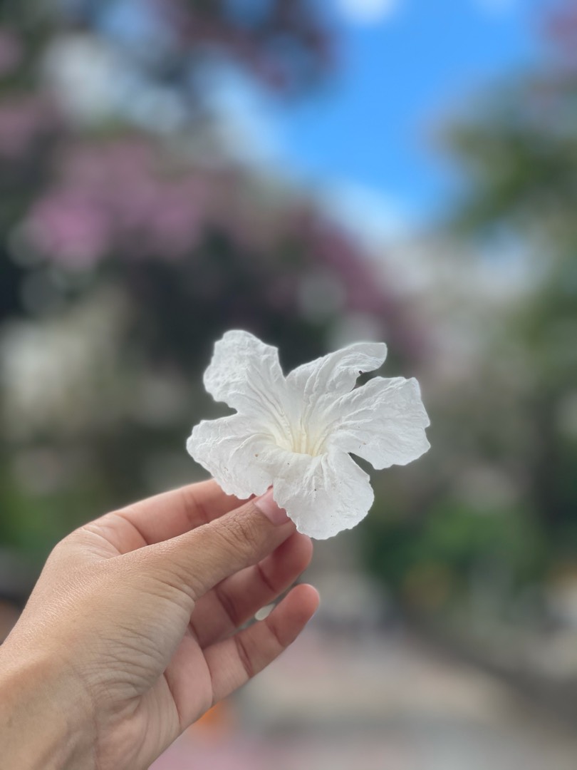Appreciate little pretty things 🤩