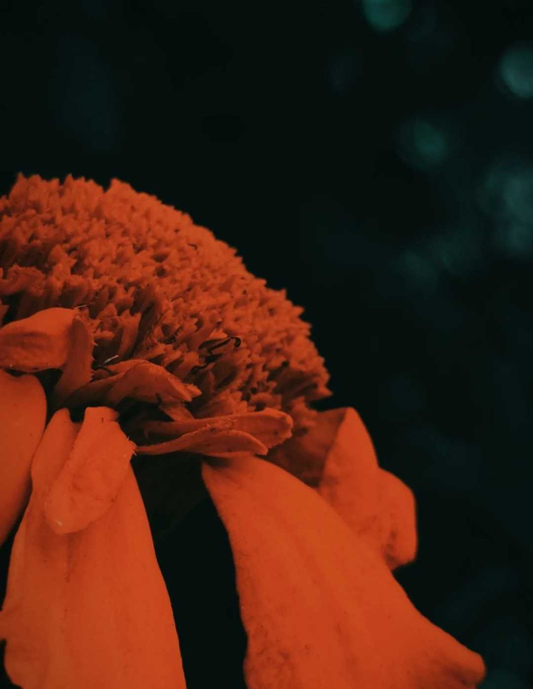 marigold