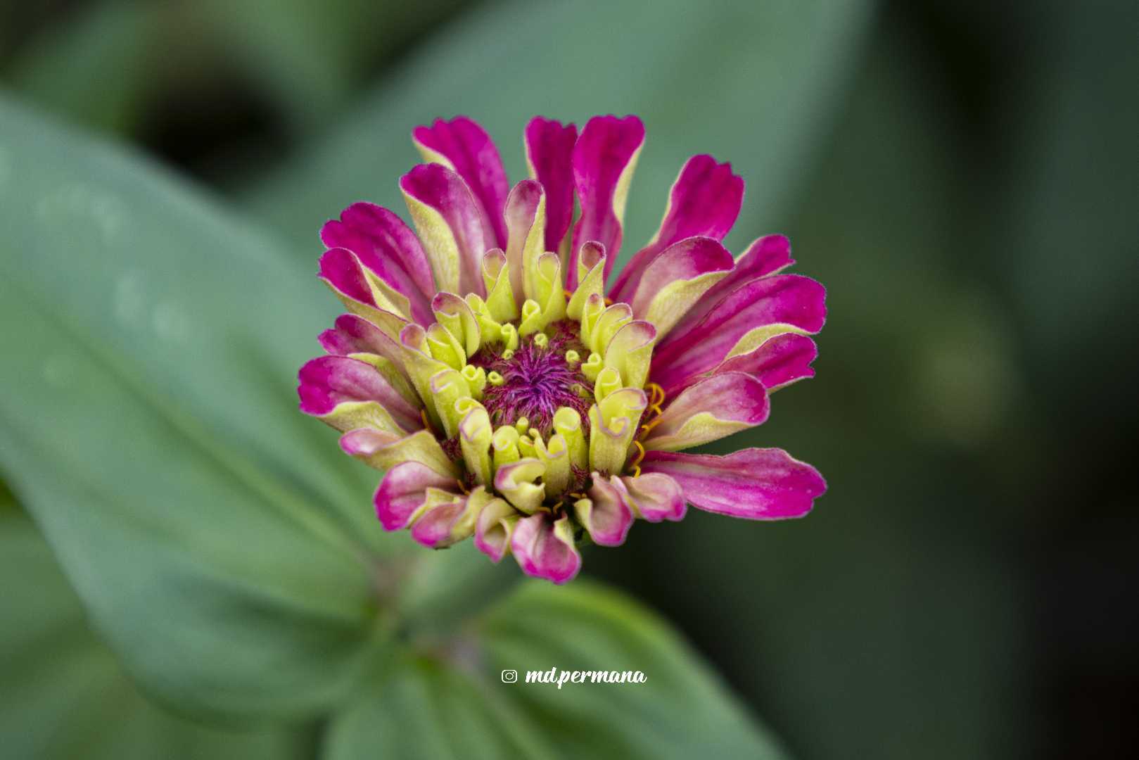 Bunga Zinia Lagi