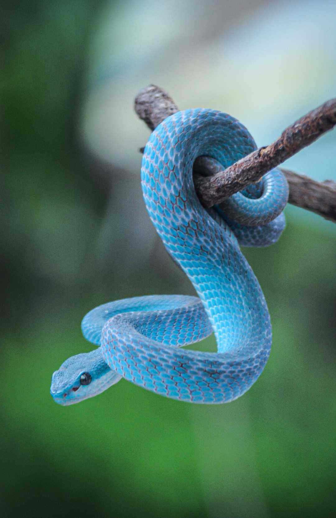 Trimeresurus insularis atau viper biru