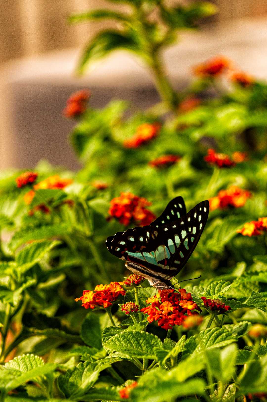 GRAPHIUM DOSON