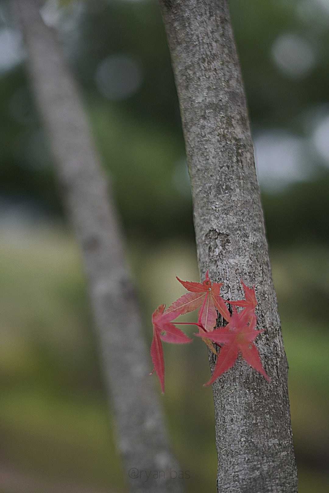 daun maple