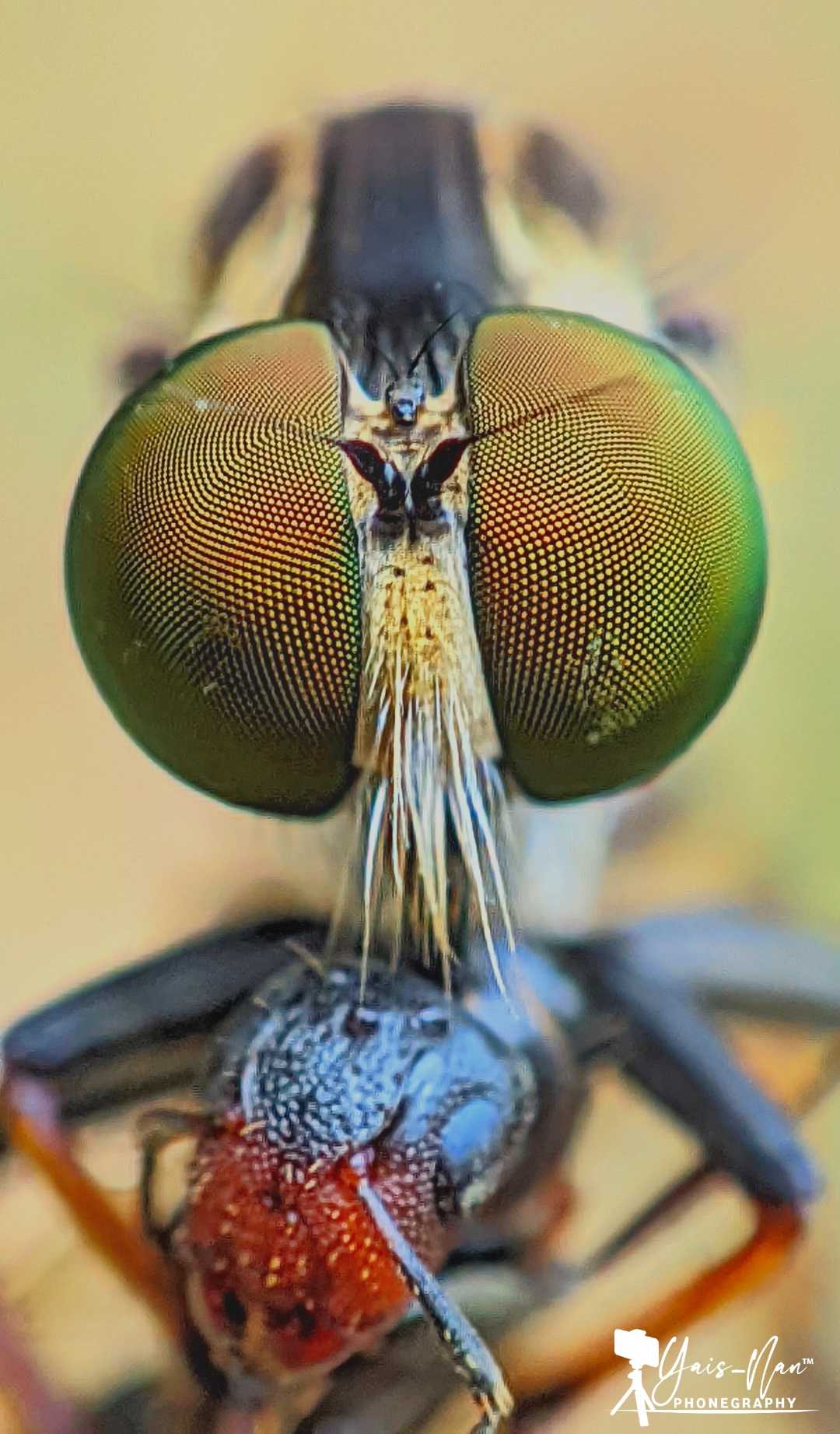 mata robberfly