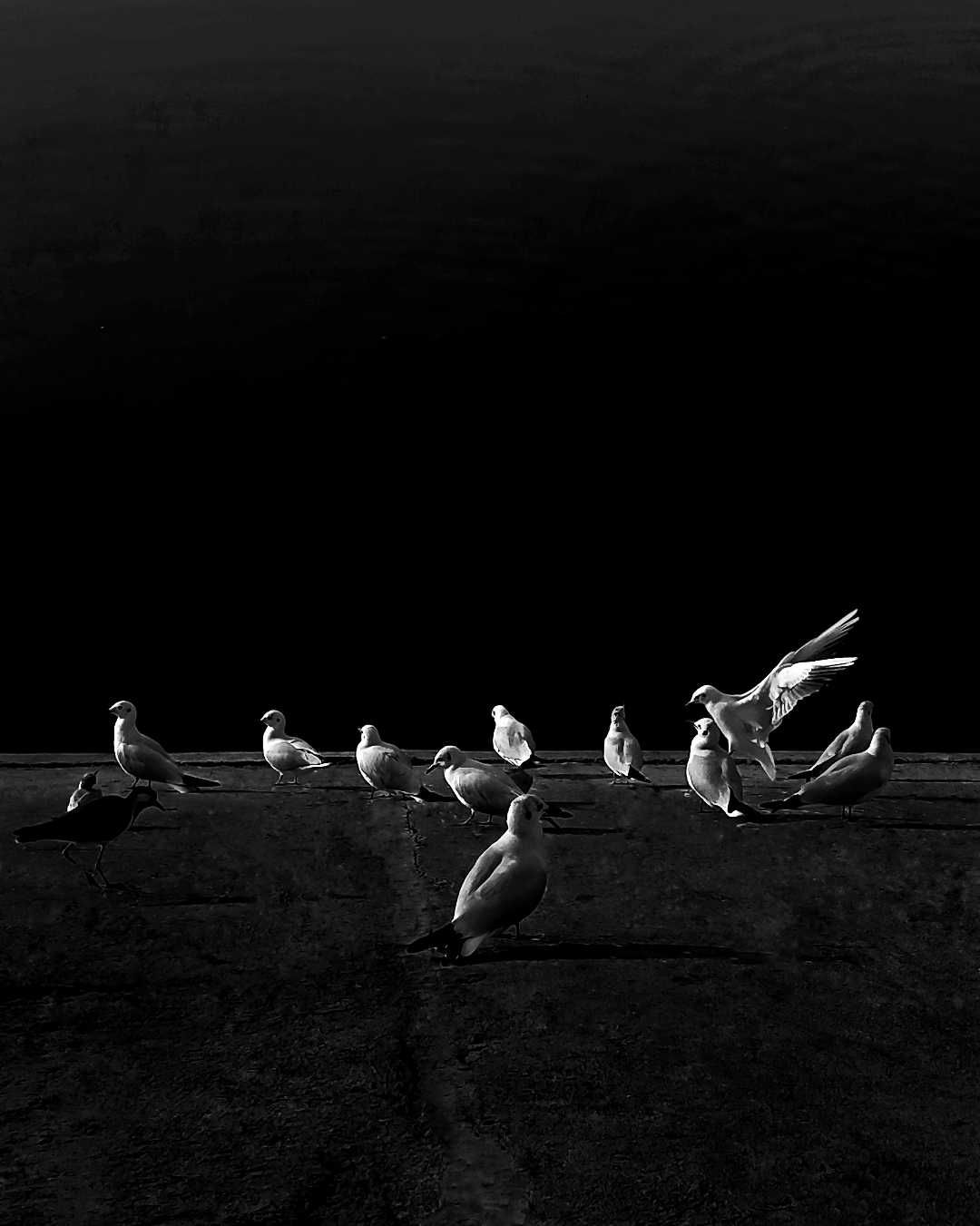 monochrome 🕊️