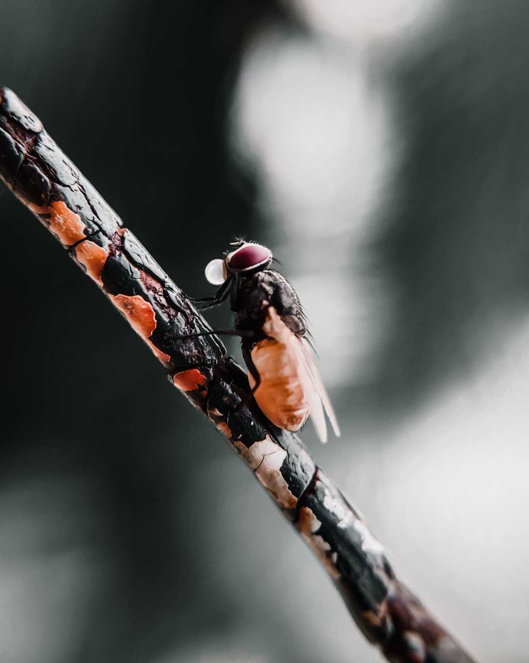 housefly ✨