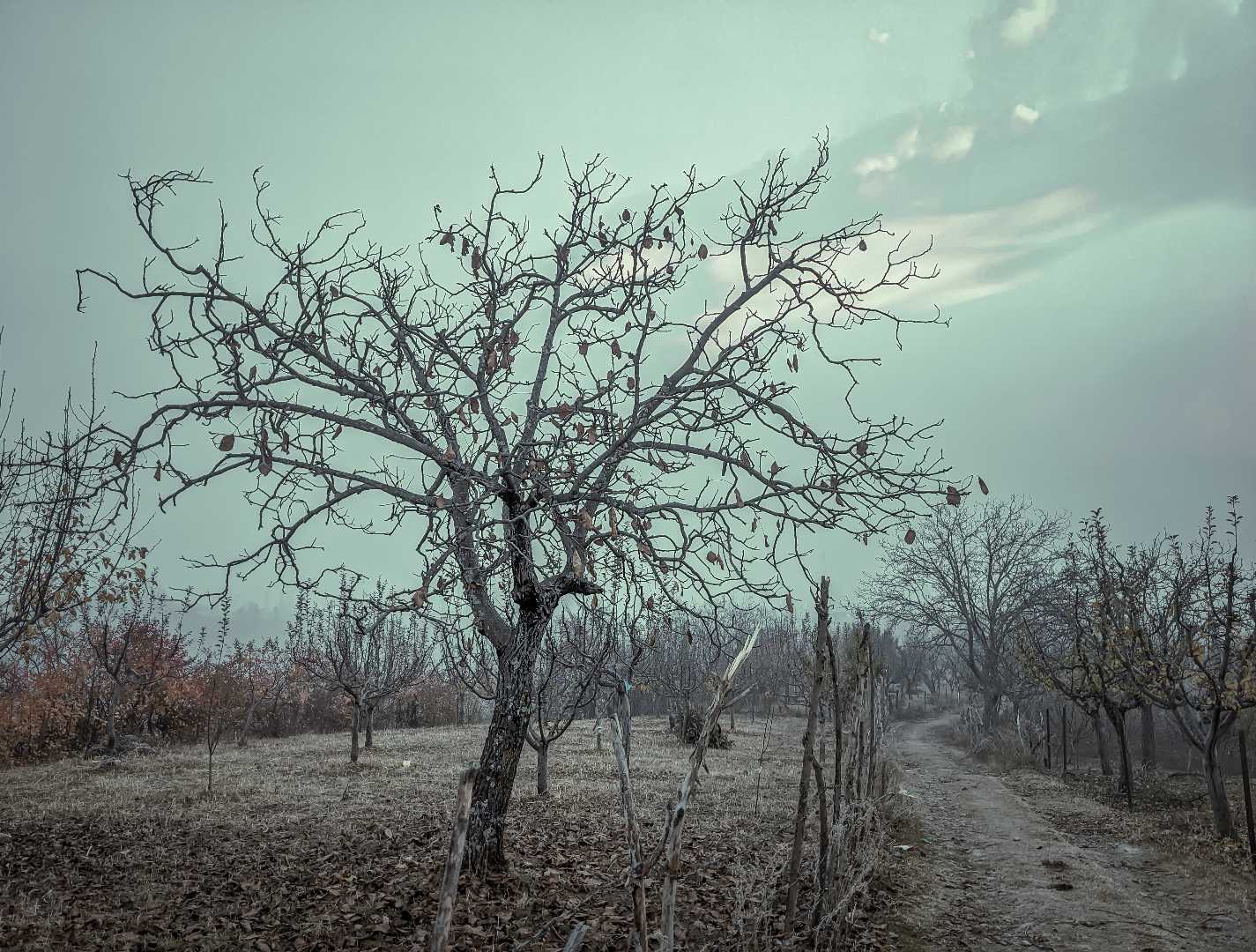 autumn 
