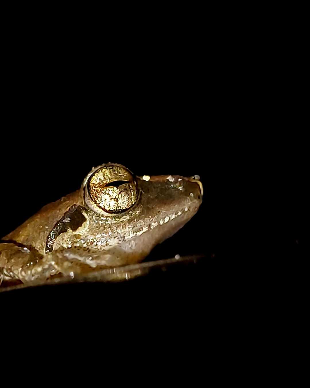 Golden Eye 