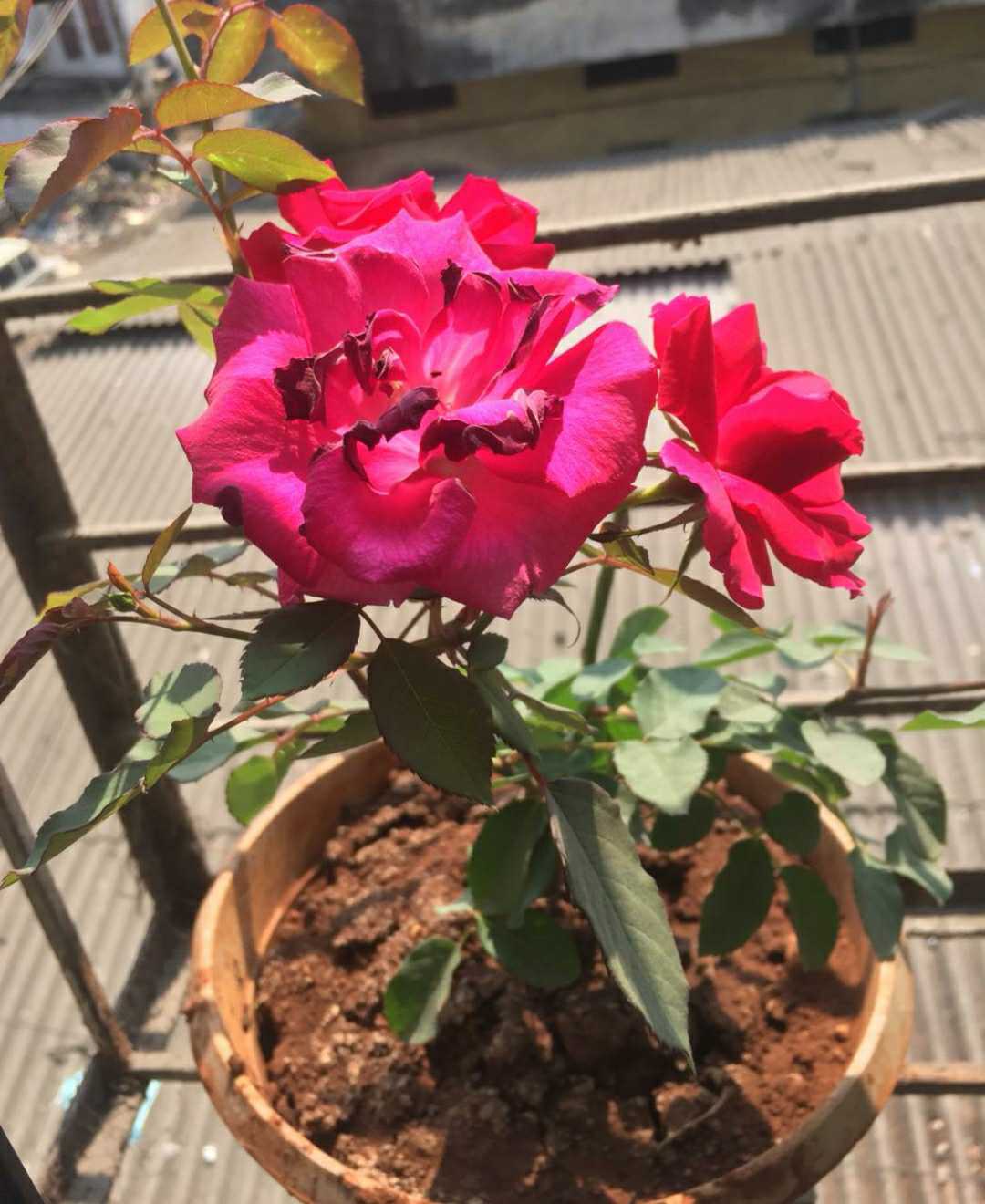 flower🥀
