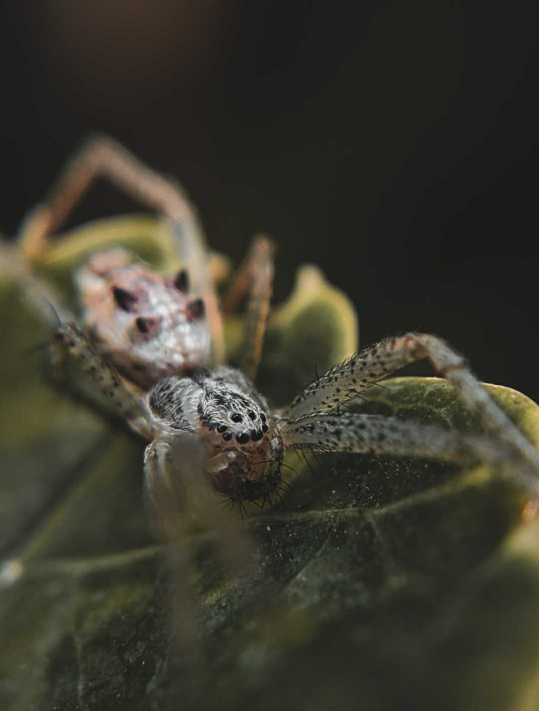 Spider 