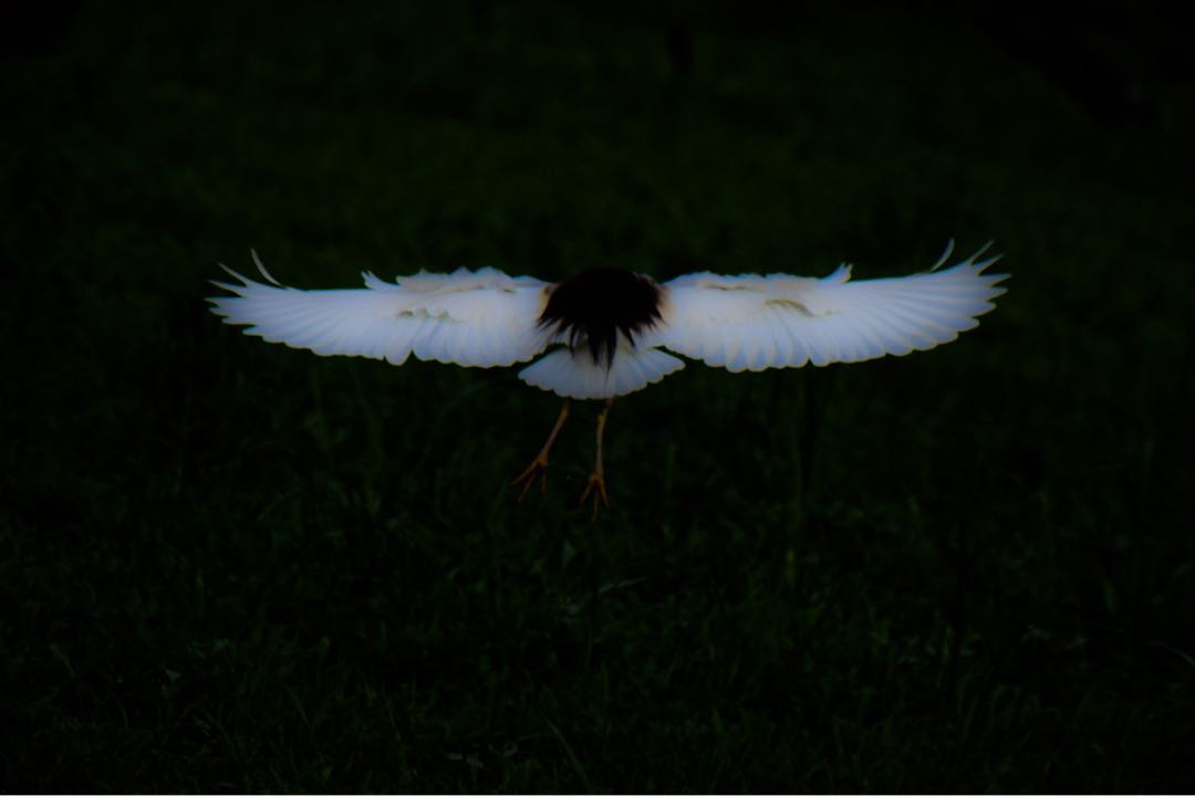 The Ivory winged-