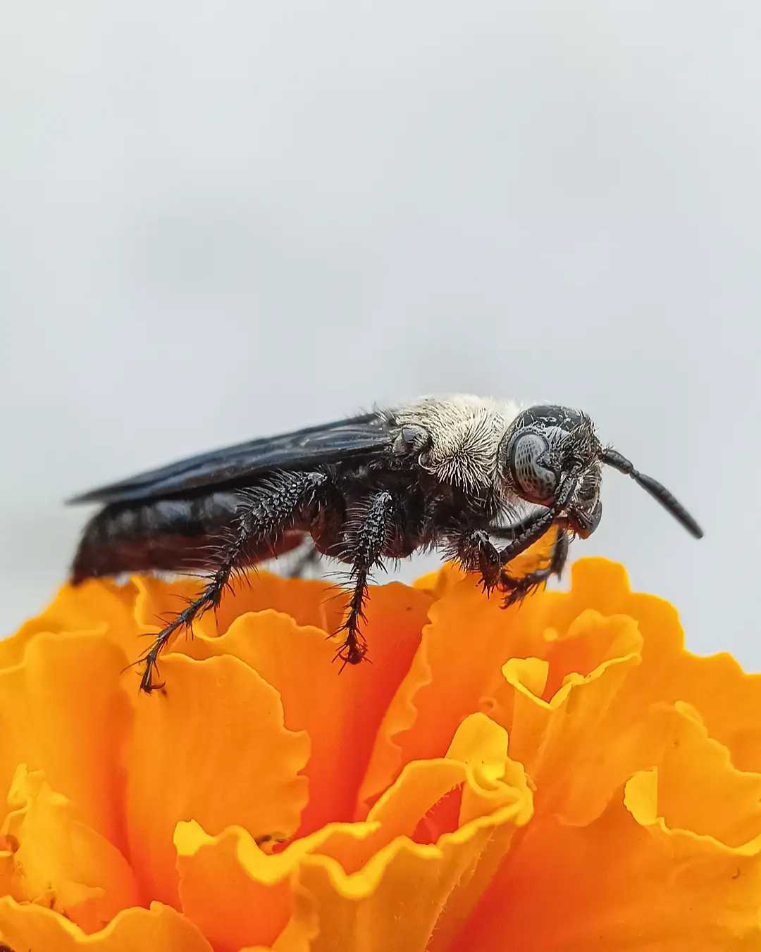 Scollid wasp