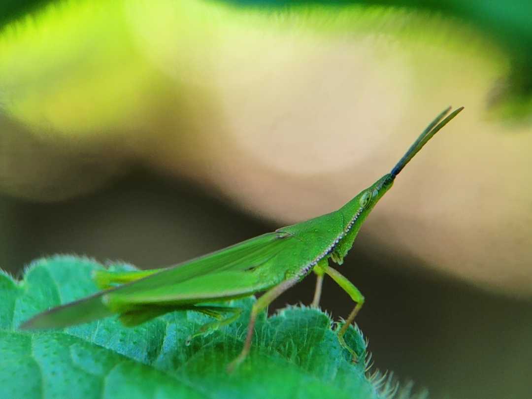 Acrida cinerea.