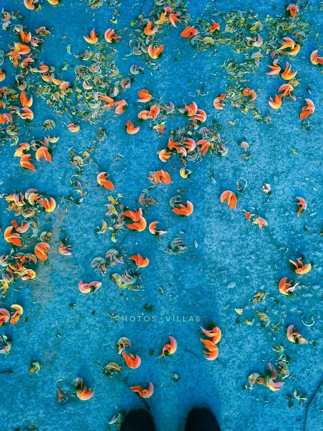 NATURE(AUTUMN)